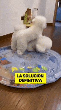AquaPlay®️: ¡Diversión Refrescante para tu Mascota!