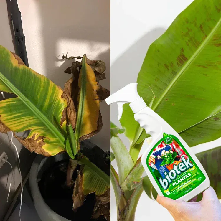 BIOTEK ALIMENTO PARA PLANTAS 500 ML: Revitaliza tus plantas de forma natural - BIOTEK ALIMENTO PARA PLANTAS 500 ML