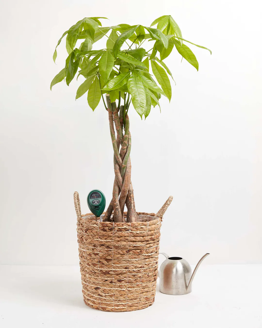 Medidor de Plantas 3 en 1: El Compañero Perfecto para Tus Plantas - medidor de plantas