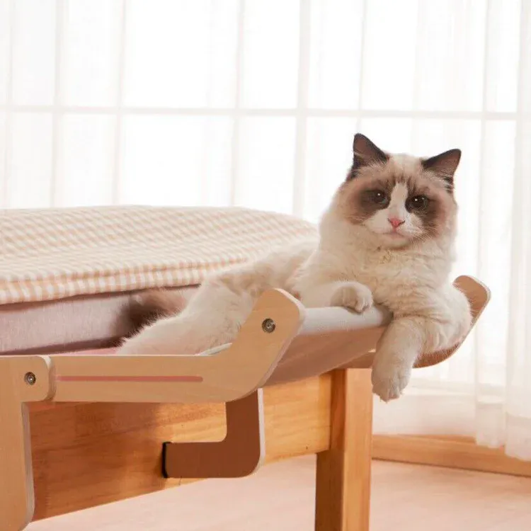 Beneficios para tu Gato y para Ti