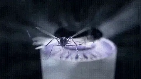 Un Ambiente Libre de Insectos, sin Toxicidad