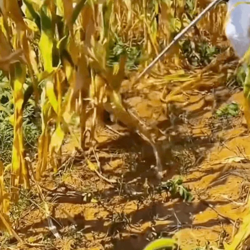 Presentamos la Guadaña Inalámbrica que te Facilita la Vida