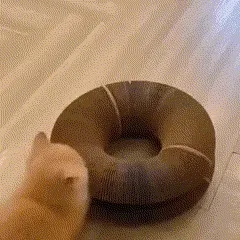 Beneficios para tu Gato