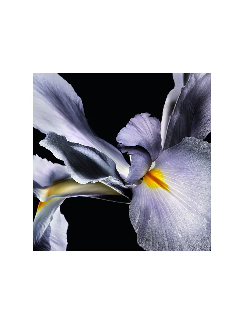 Un Aroma que Refleja Tu Poder